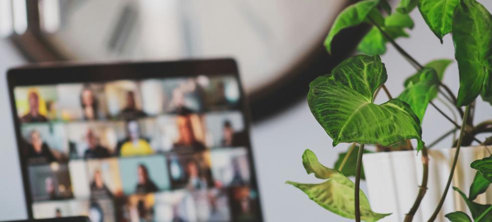 Green leafy plant next to laptop that is in online meeting with multiple faces